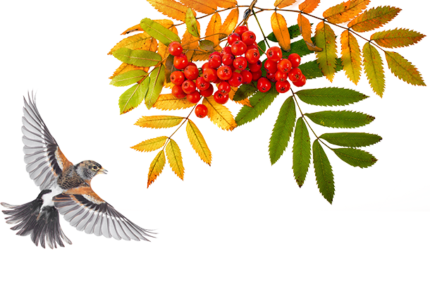 Единый онлайн-семинар 1С 11 октября 2023